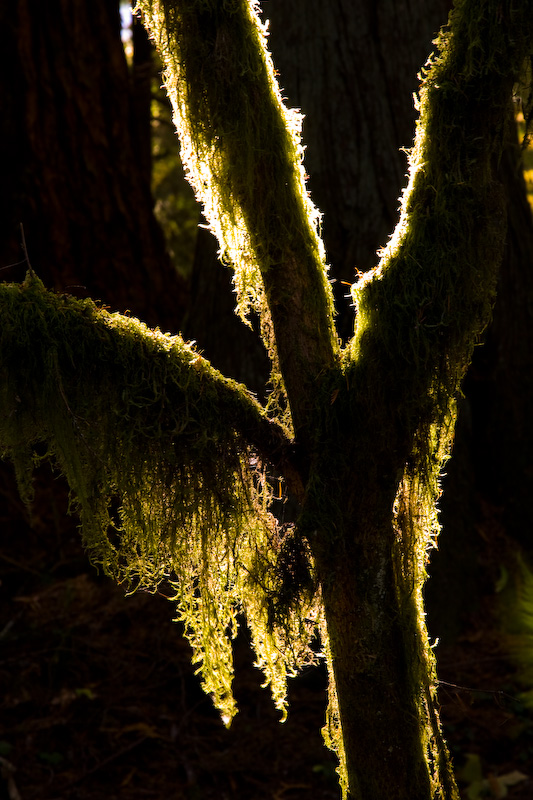 Moss On Branches